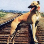 Greyhound_Flying_Train-big