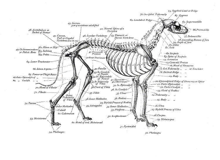 bone_structure