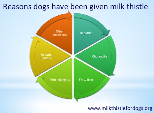 Milk-Thistle-Dosage-For-Dogs